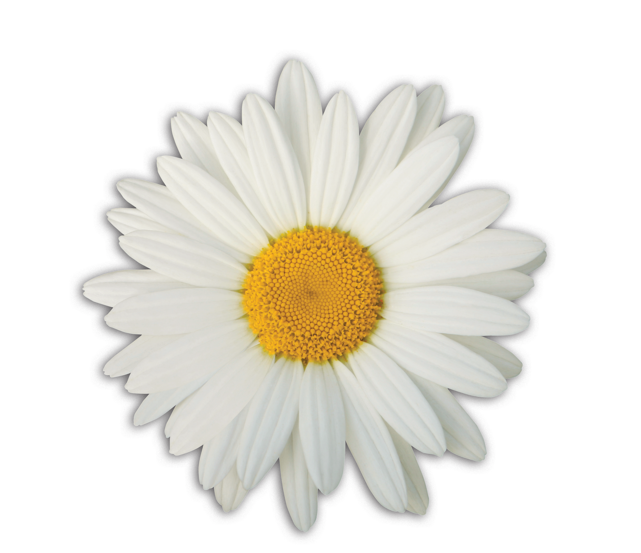 Daisy image